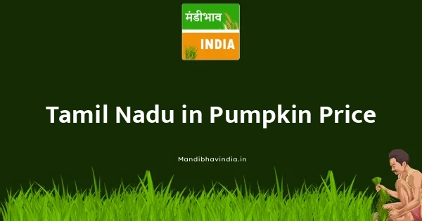 Pumpkin भाव